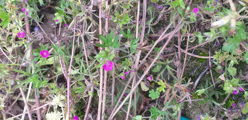 Geranium dissectum? S !